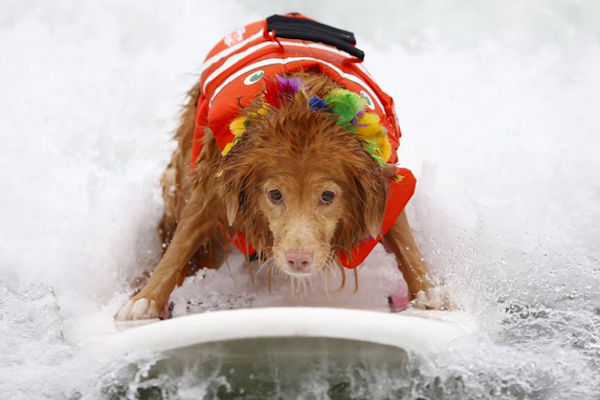 Surf canino
