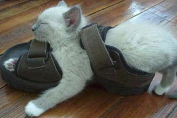 Un gattino stanchissimo