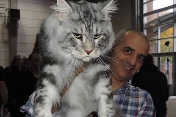 Un gatto oversized