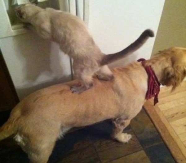 Cane e gatto accoppiata perfetta!