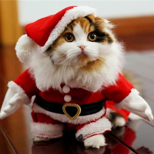 Babbo Natale versione gatto
