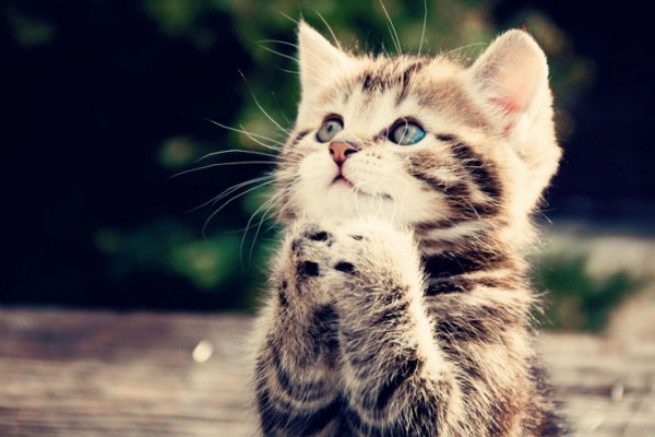 La preghiera del gatto