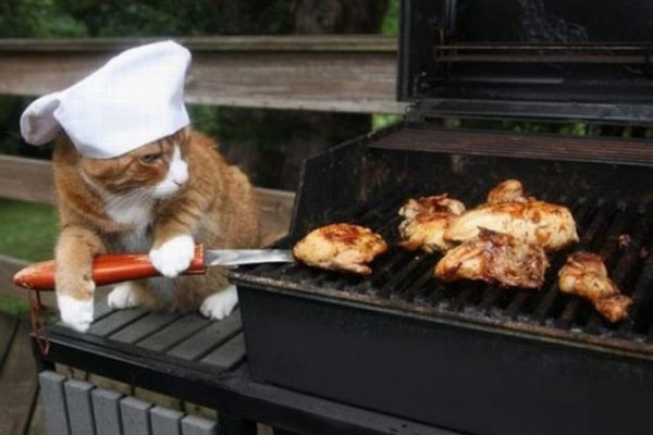 Uno chef felino