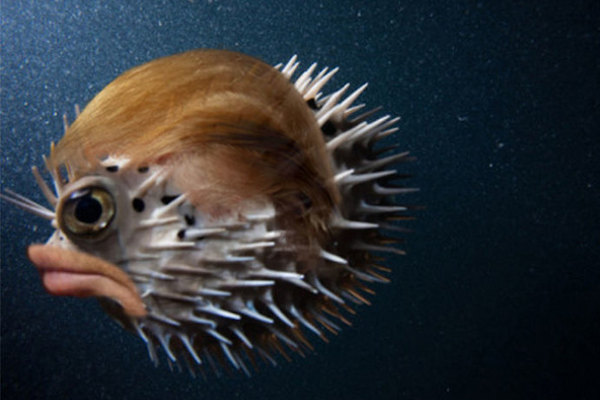 Il broncio del pesce