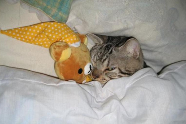 Il pisolino del gatto!