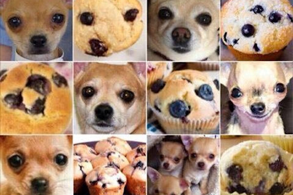 Dolci Chihuahua