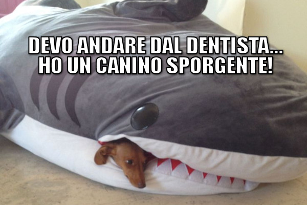 Un canino sporgente!