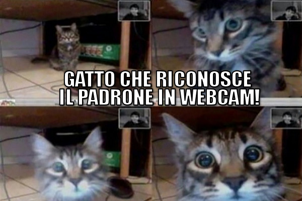 Padroncino, ma dove sei finito?