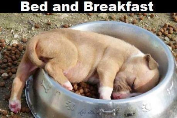 Cucciolo al Bed and Breakfast!