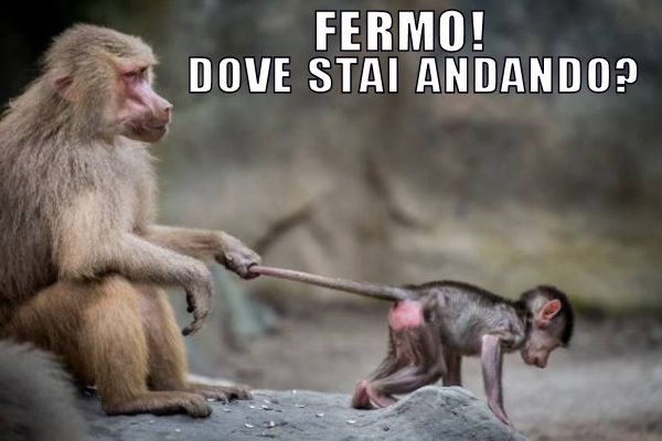 Ecco a cosa serve la coda