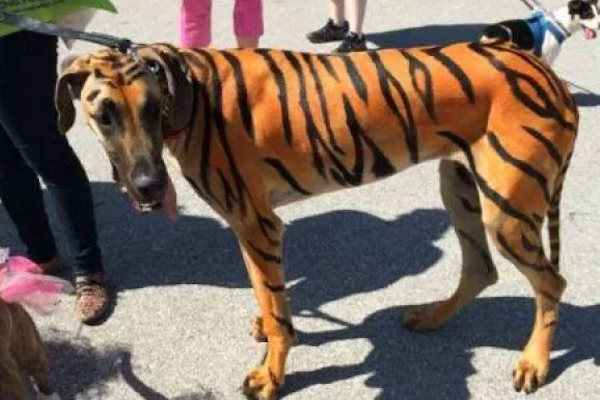 Un cane tigrato