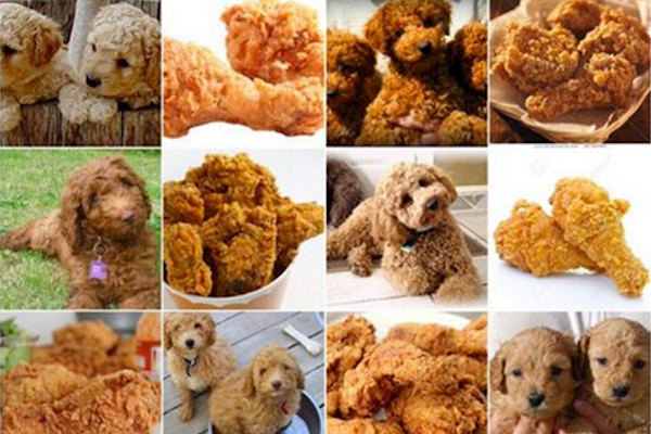 Gustosi Labradoodle