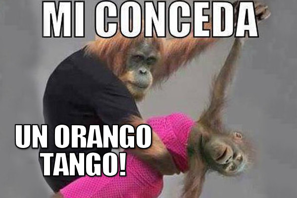 Balli tra oranghi!