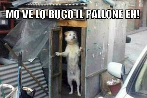 Non stuzzicare il can che dorme!