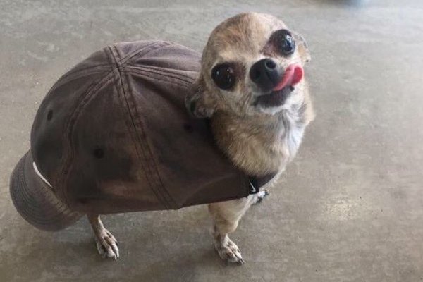 Cane o tartaruga?