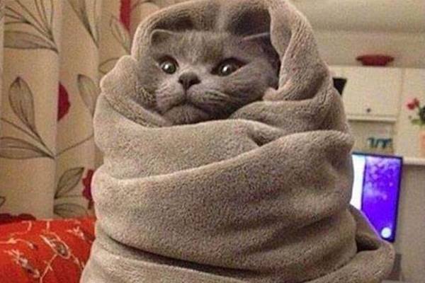 Un gatto freddoloso