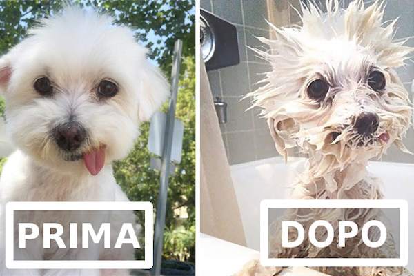 Cani vs bagnetto