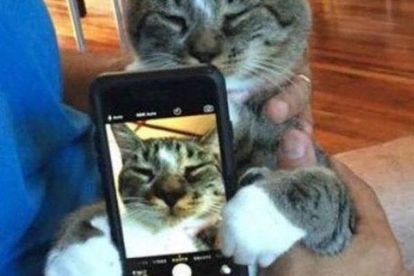 Un gatto vanitoso