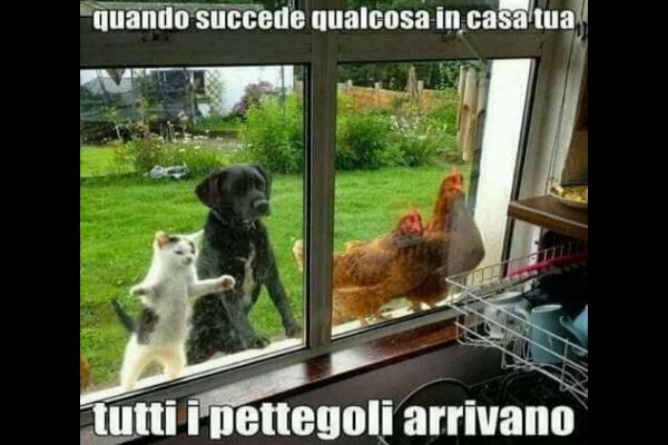 I vicini alle finestre