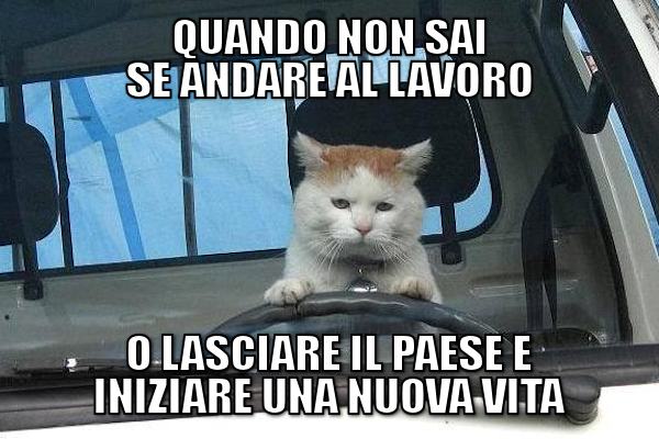 Gatti al volante