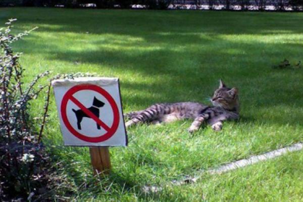 La soddisfazione di un gatto
