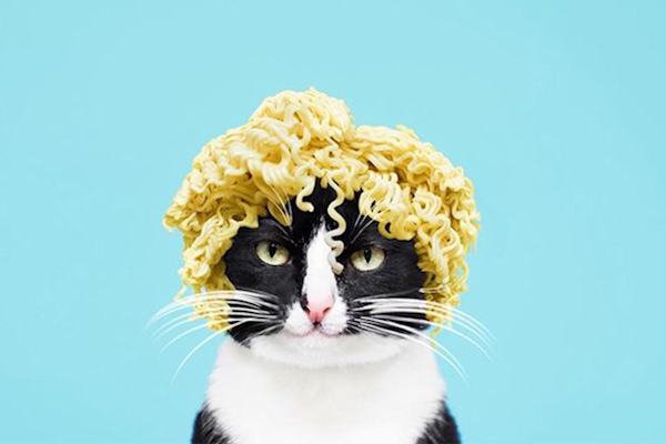 Gatto con la permanente