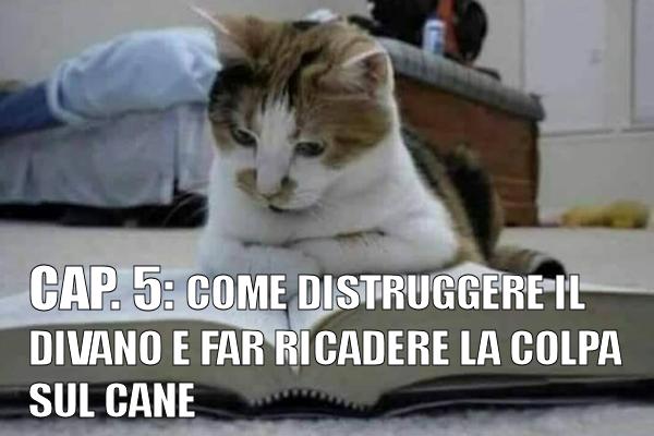 Cultura felina