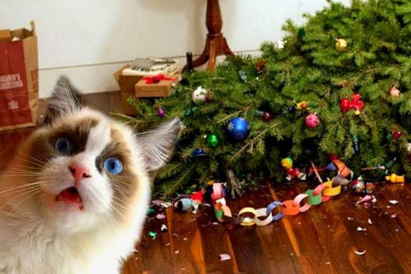 Albero di Natale vs gatto