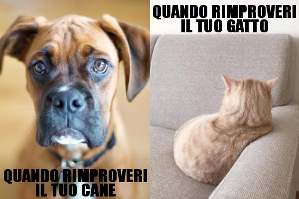 Cane e gatto