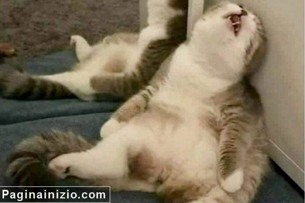 Il gatto rilassato