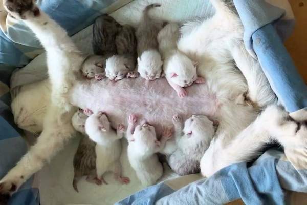 Come tenere a bada i cuccioli