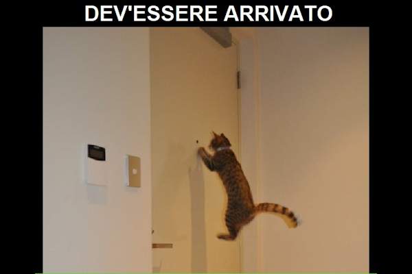 Crocchette in arrivo!