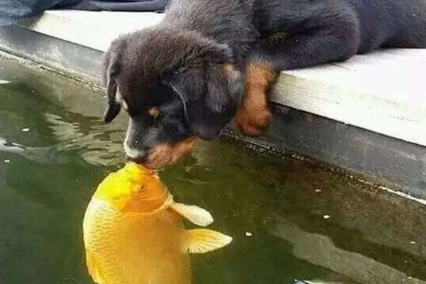 Il famoso pescecane