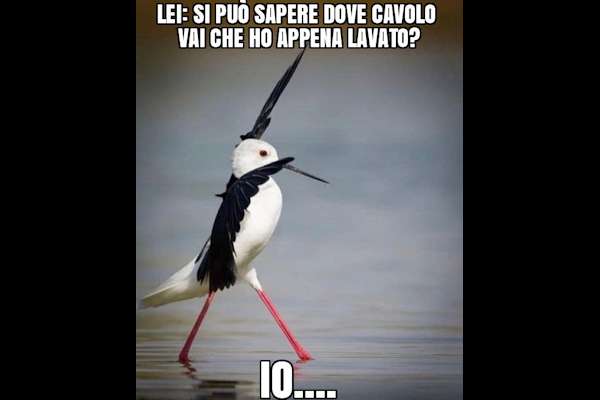 In punta di piedi...