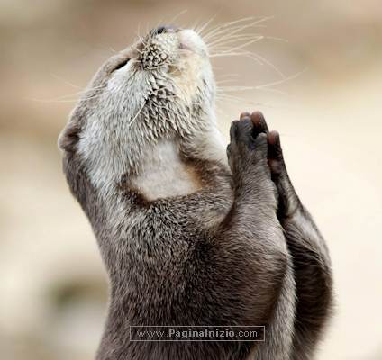 Anche gli animali pregano