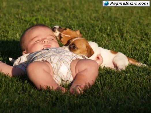 Cuccioli!