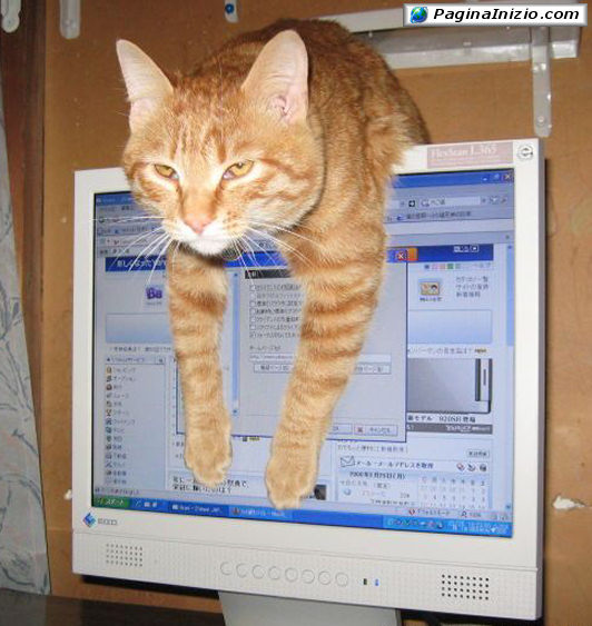 Davvero comodo questo monitor!