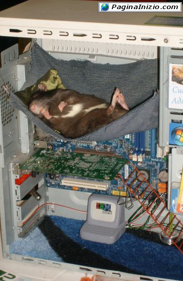Mouse a riposo