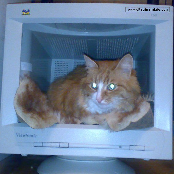 Una cuccia high tech!