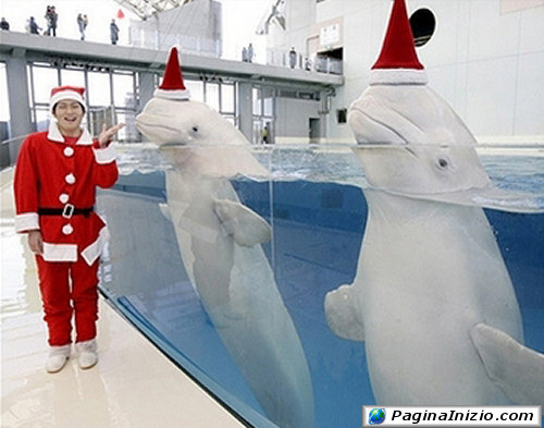 Delfini vestiti a festa