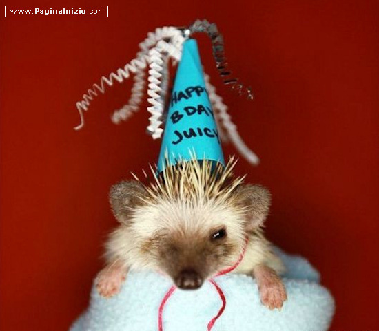 Gli auguri pių teneri