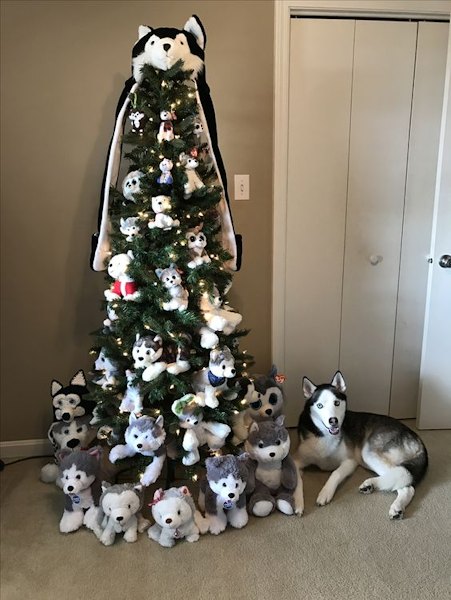 Husky albero di Natale