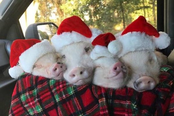 Maialini conciati per le feste!