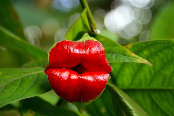 Baci naturali