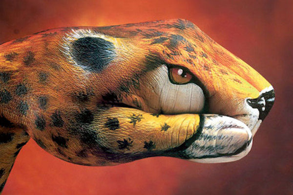 Riconoscere gli animali