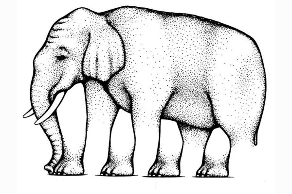 Quante zampe ha l'elefante?