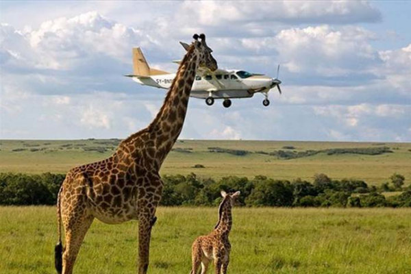 Una giraffa affamata