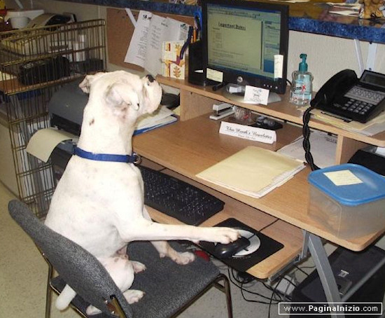 Quando si dice un lavoro da cani...