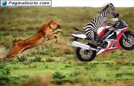 Evoluzione della specie...
