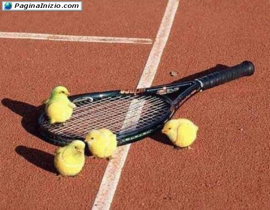 Pulcini o palline?